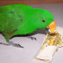 DittoTortillaWrap