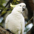 Jigsaw Cockatoo3